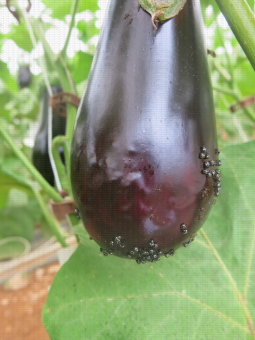 Dégât de larves de Nezara viridula sur fruit d'aubergine